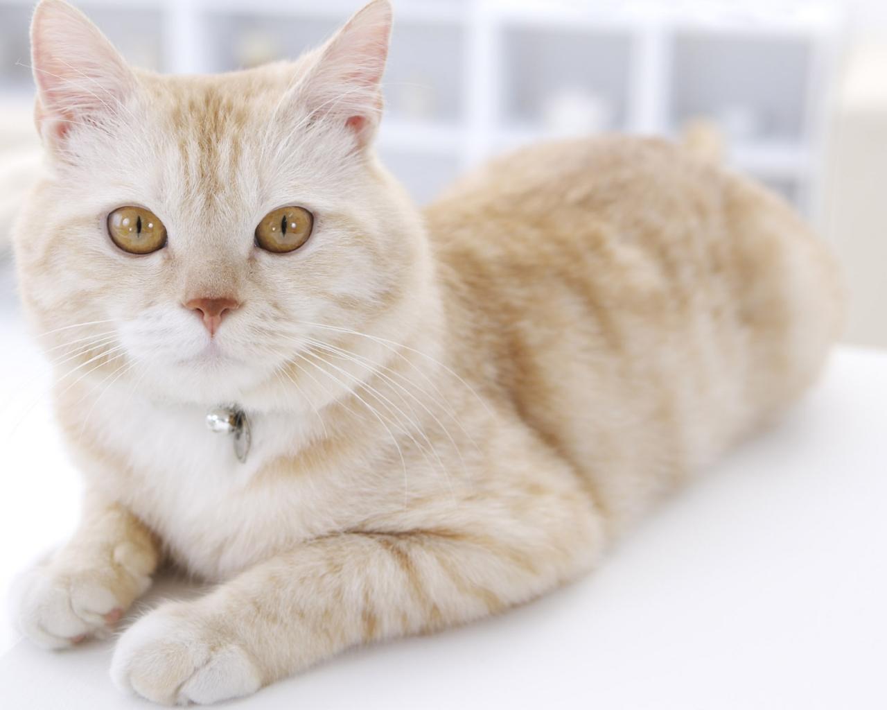 Кошка с оранжевыми глазами 1280x1024