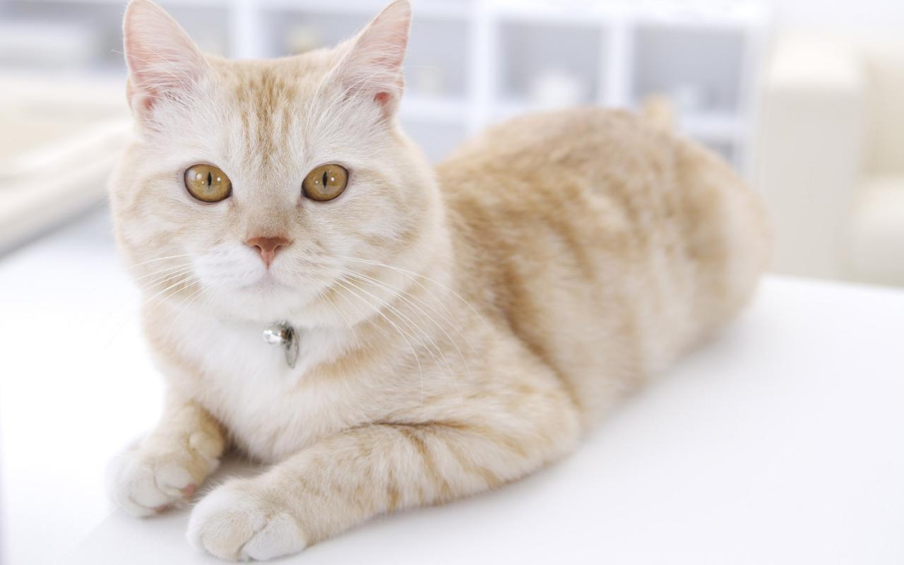 Кошка с оранжевыми глазами 1280x800