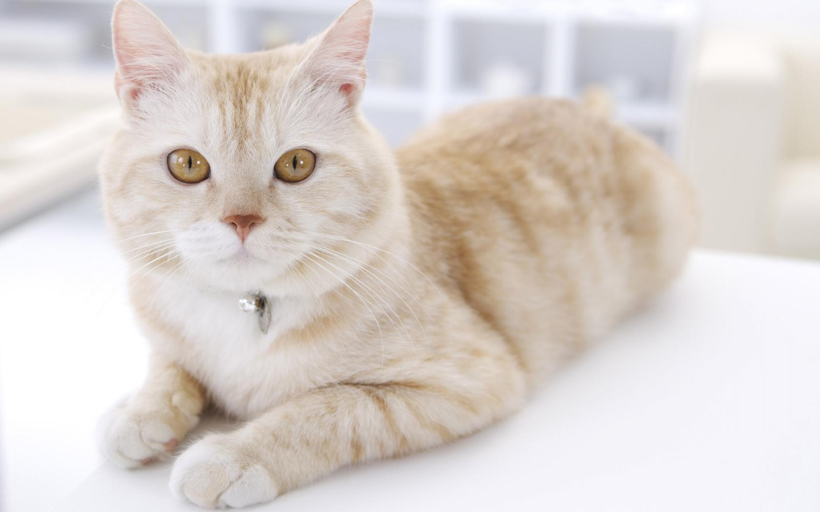 Кошка с оранжевыми глазами 1680x1050