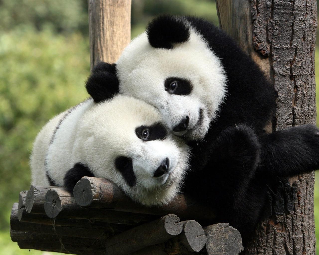 Панда, панды, лежит, лежат 1280x1024