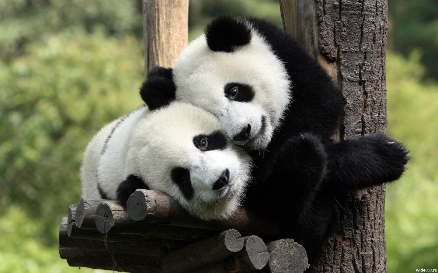 Панда, панды, лежит, лежат 1440x900