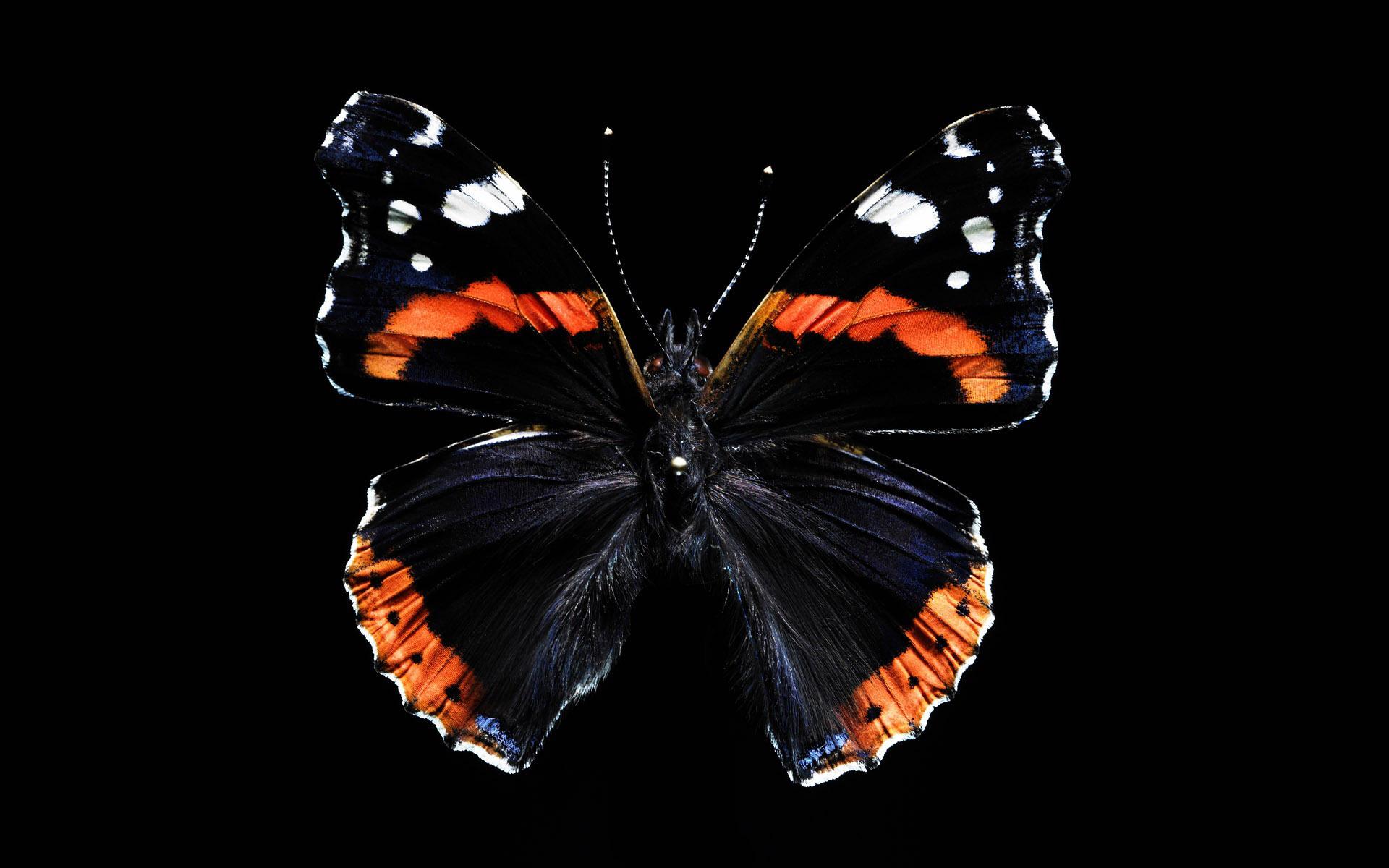 Бабочка, красота, крылья 1920x1200
