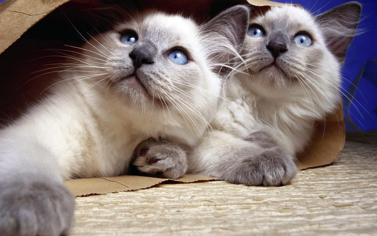 Котята, сиамские, голубые глаза 1280x800