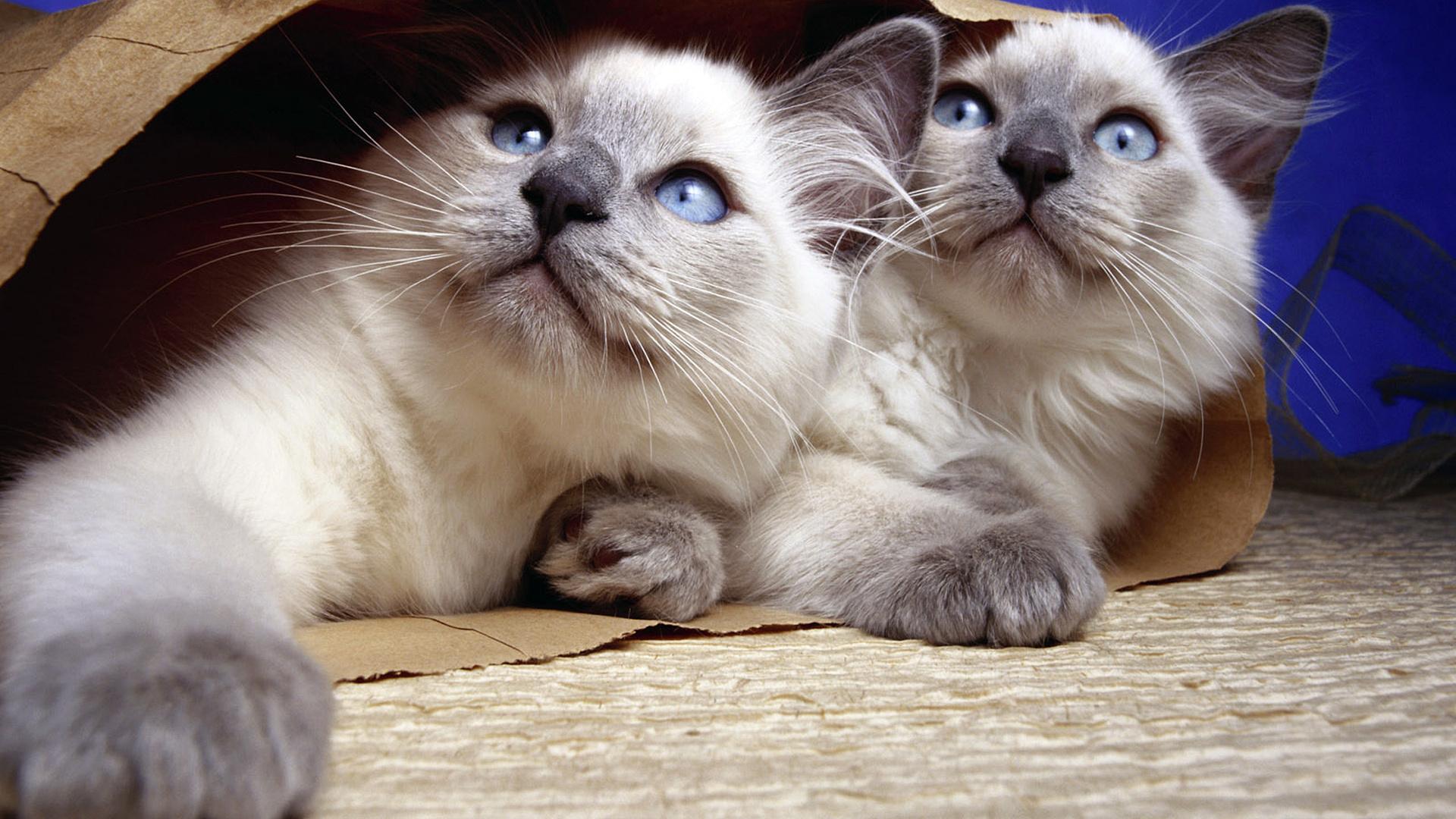 Котята, сиамские, голубые глаза 1920x1080