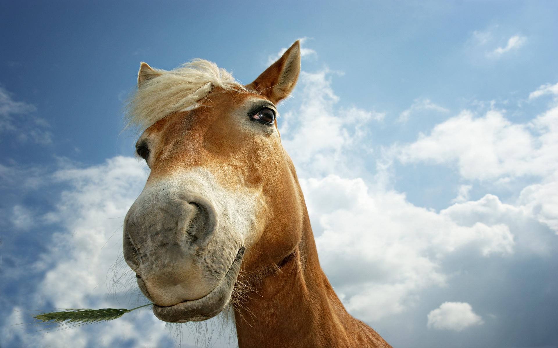 Лошадь, конь, гриво, небо, трава 1920x1200