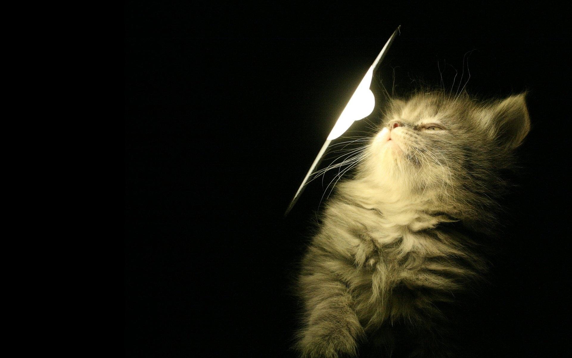 Котенок, пушистый, свет, лампа обои для рабочего стола, картинки, фото .