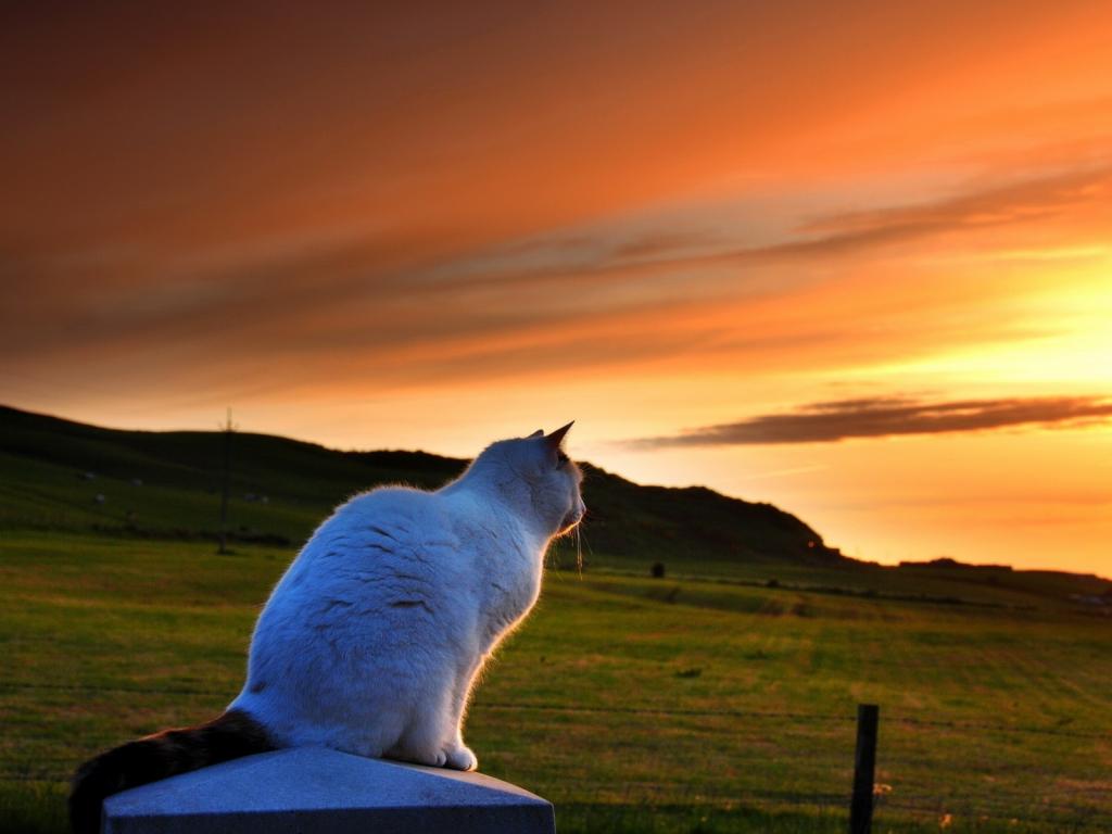 Кошка наблюдает за закатом 1024x768