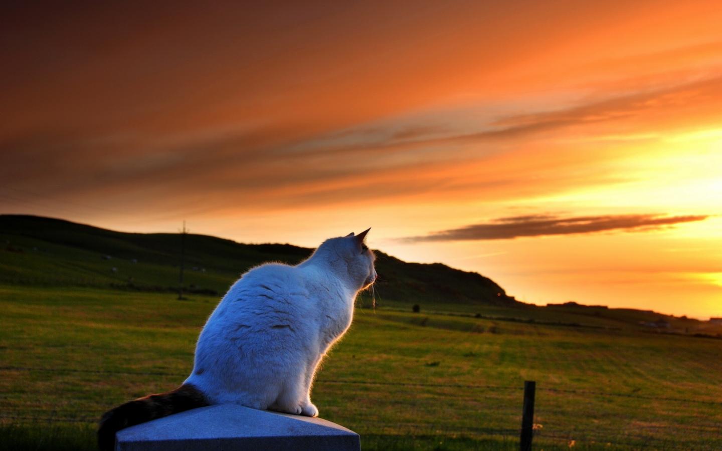 Кошка наблюдает за закатом 1440x900
