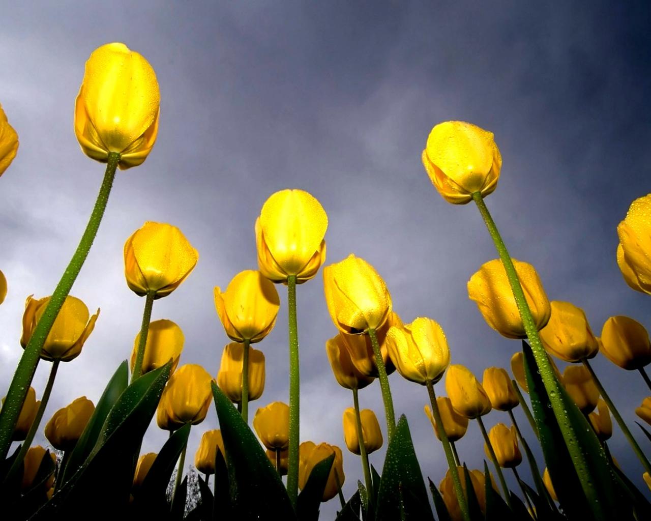 Yellow tulips - separation bulletins 1280x1024