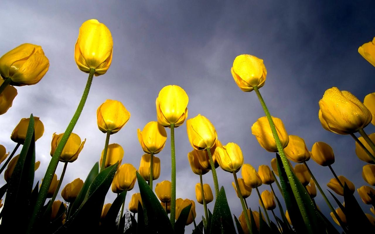 Yellow tulips - separation bulletins 1280x800