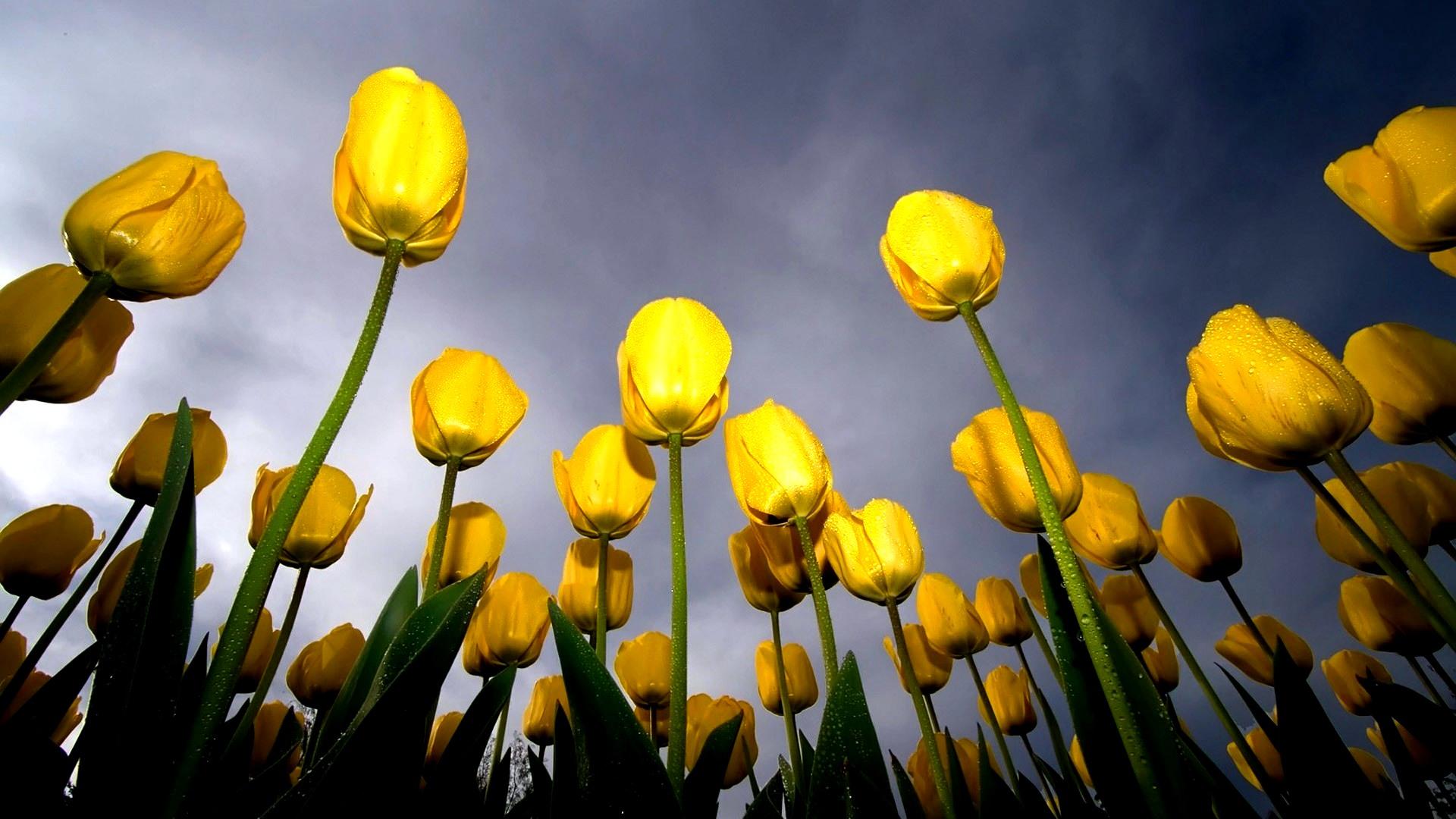 Yellow tulips - separation bulletins 1920x1080