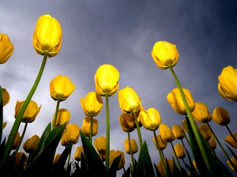 Yellow tulips - separation bulletins 800x600