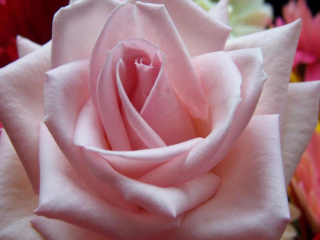 Pink rose 1024x768