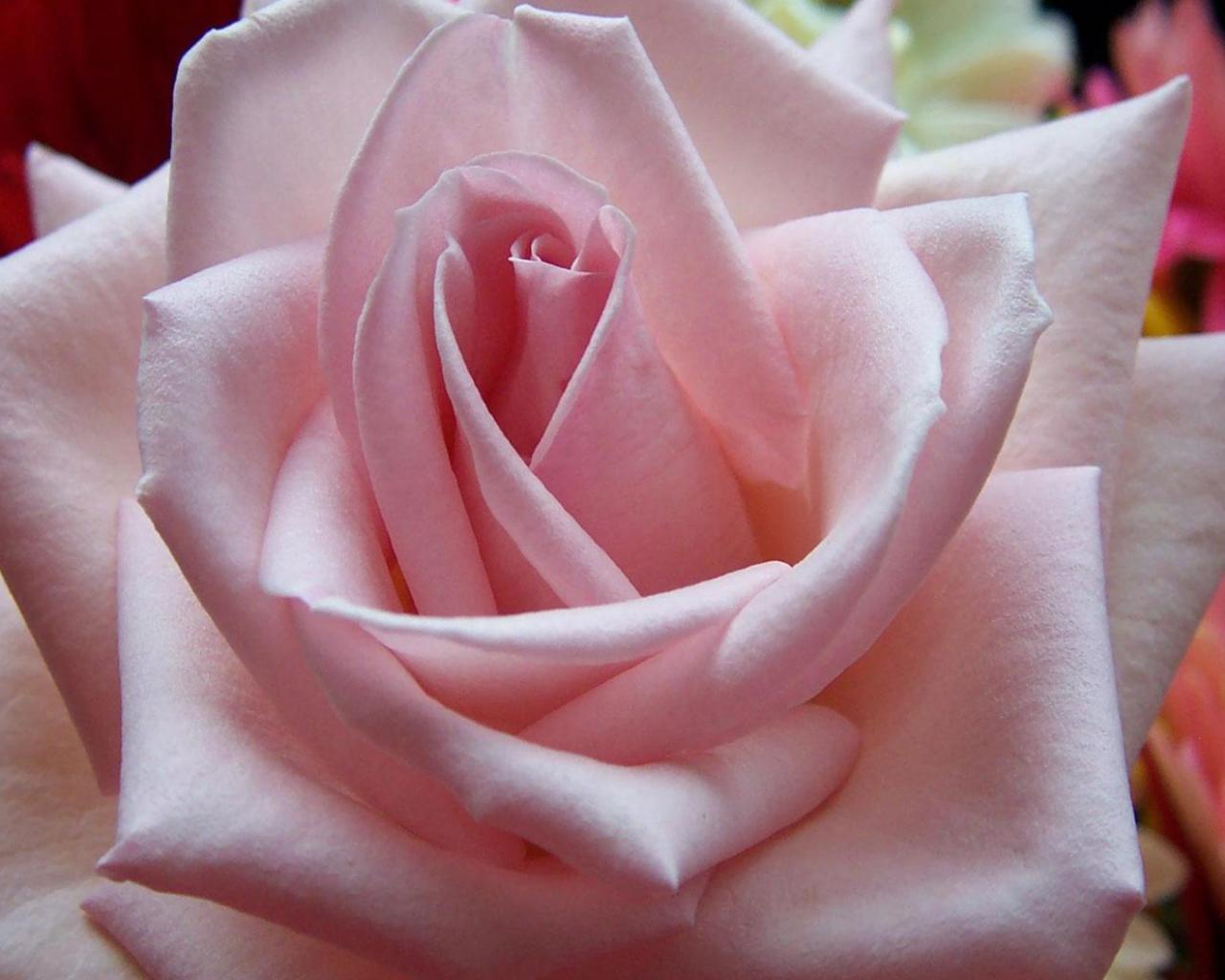 Pink rose 1280x1024