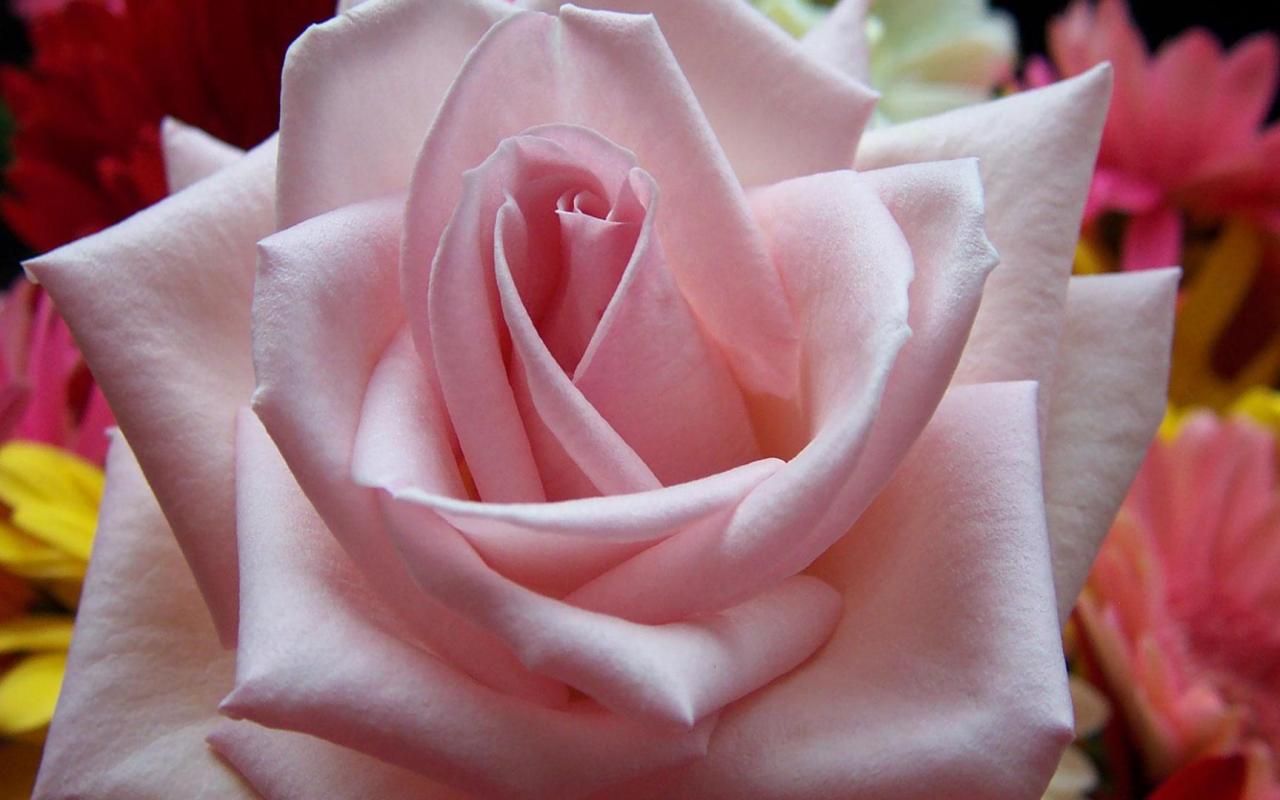 Pink rose 1280x800