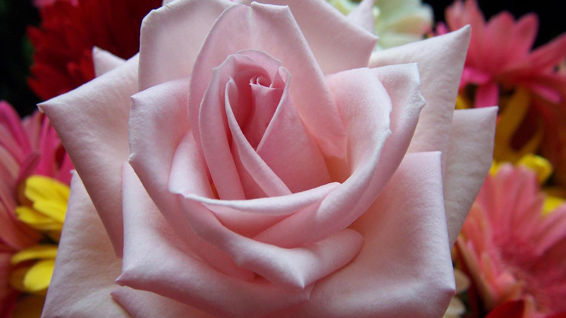Pink rose 1920x1080