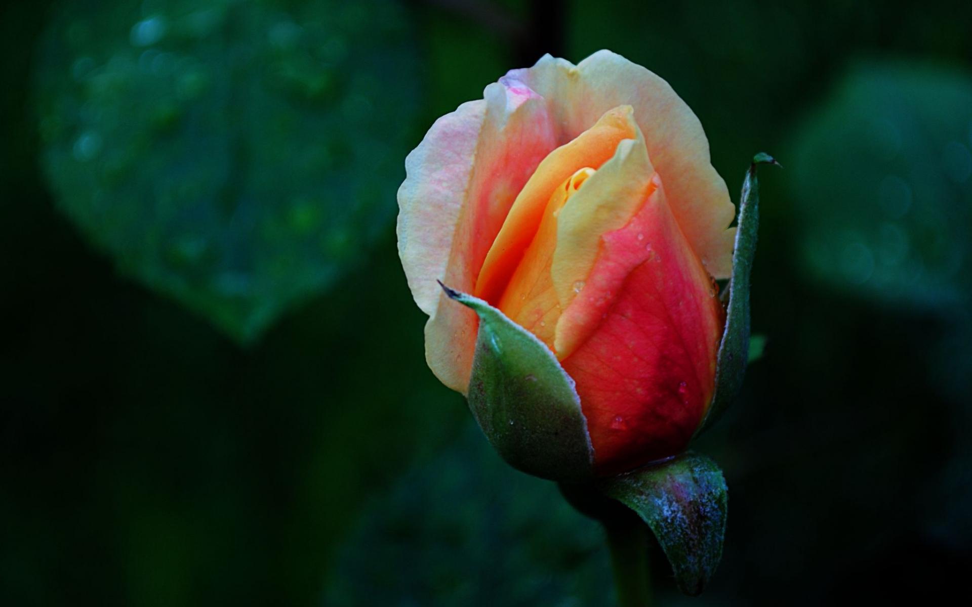 Радужная роза 1920x1200