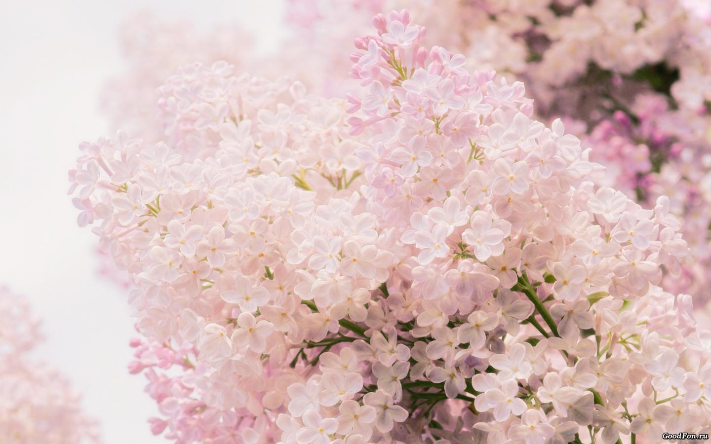 Сирень, розовый, нежность, весна, цветы, макро 1440x900