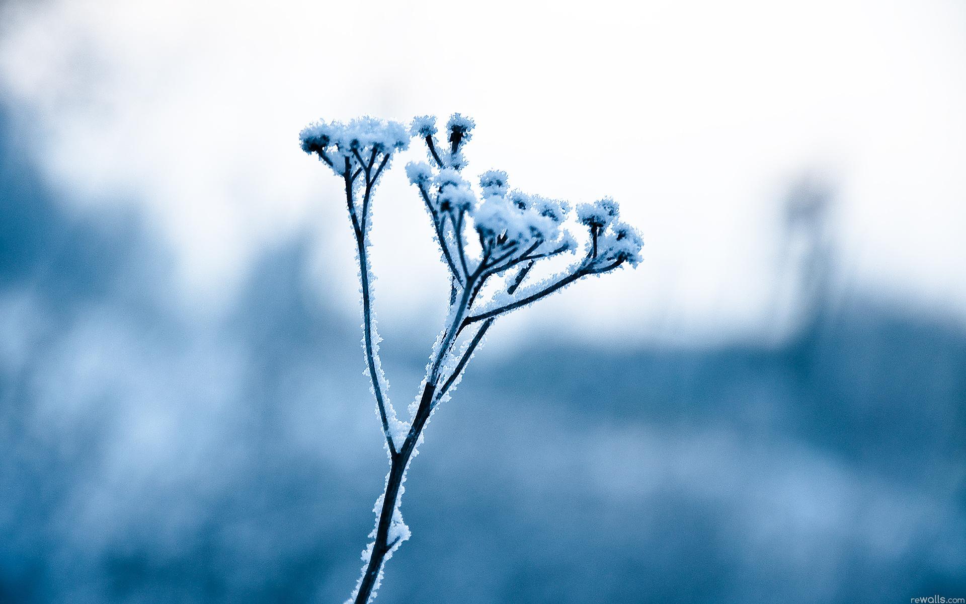 Зима, снег, цветок, мороз, иней 1920x1200