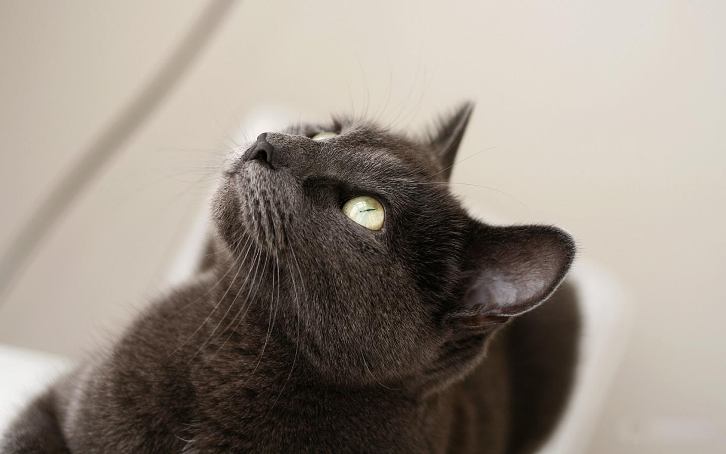 Кошка дымового цвета 1440x900