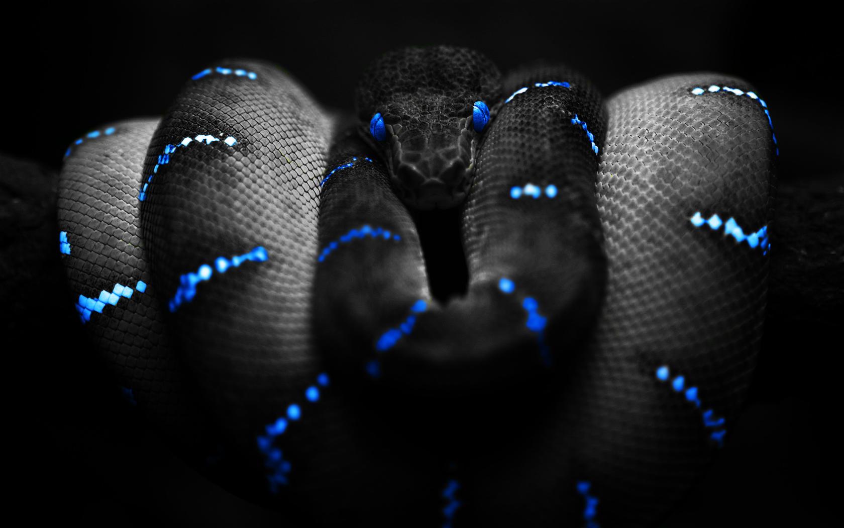 Чёрная змея 1680x1050