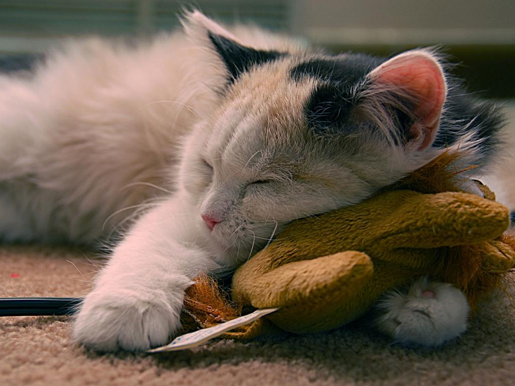 Кошка спит на мягкой игрушке 1024x768