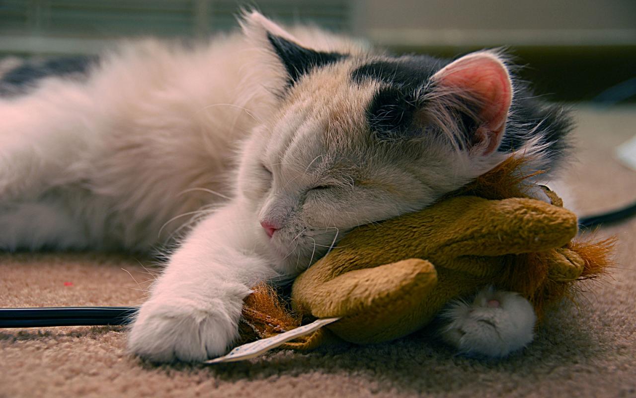 Кошка спит на мягкой игрушке 1280x800