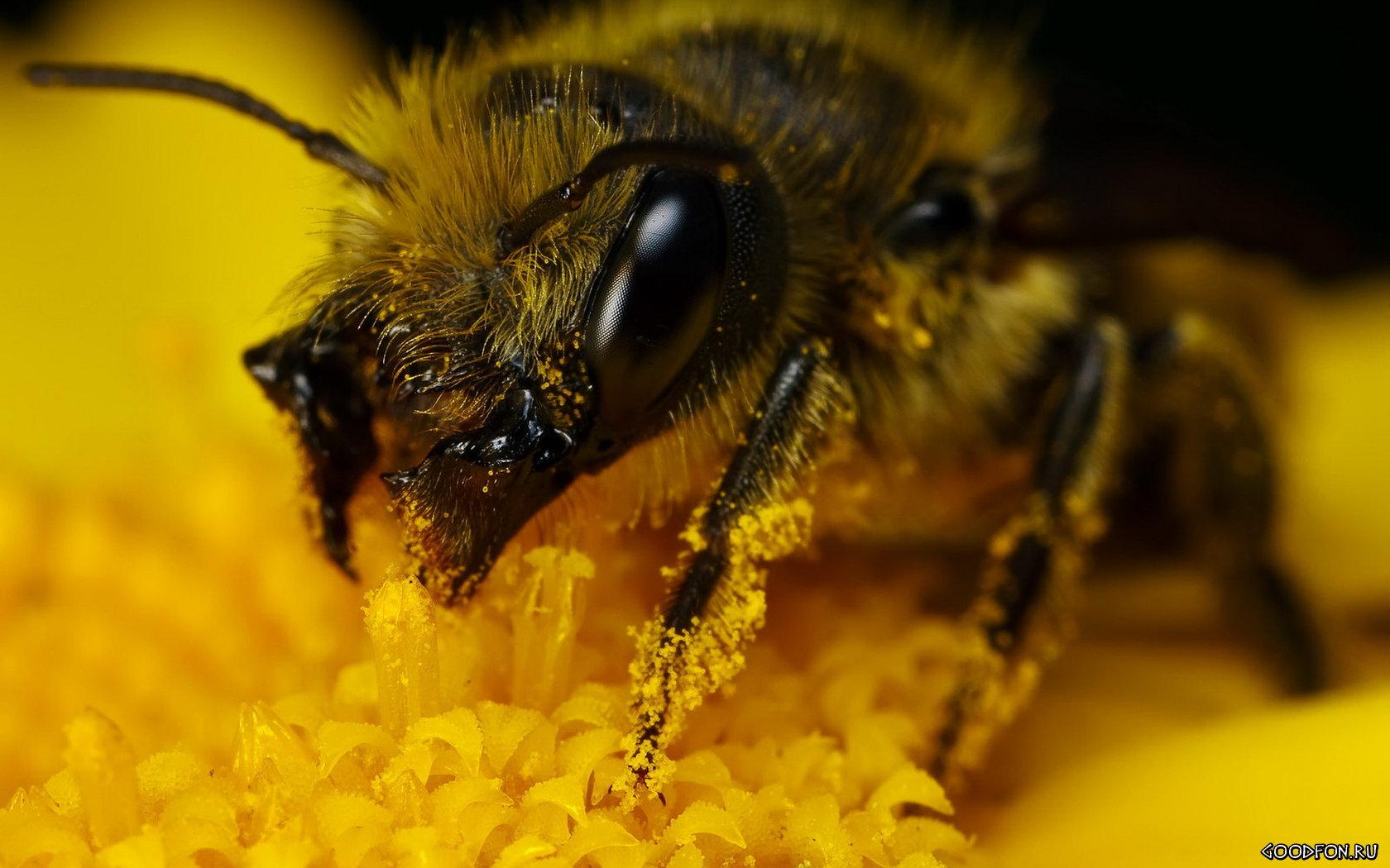 Пчела в пыльце 1680x1050