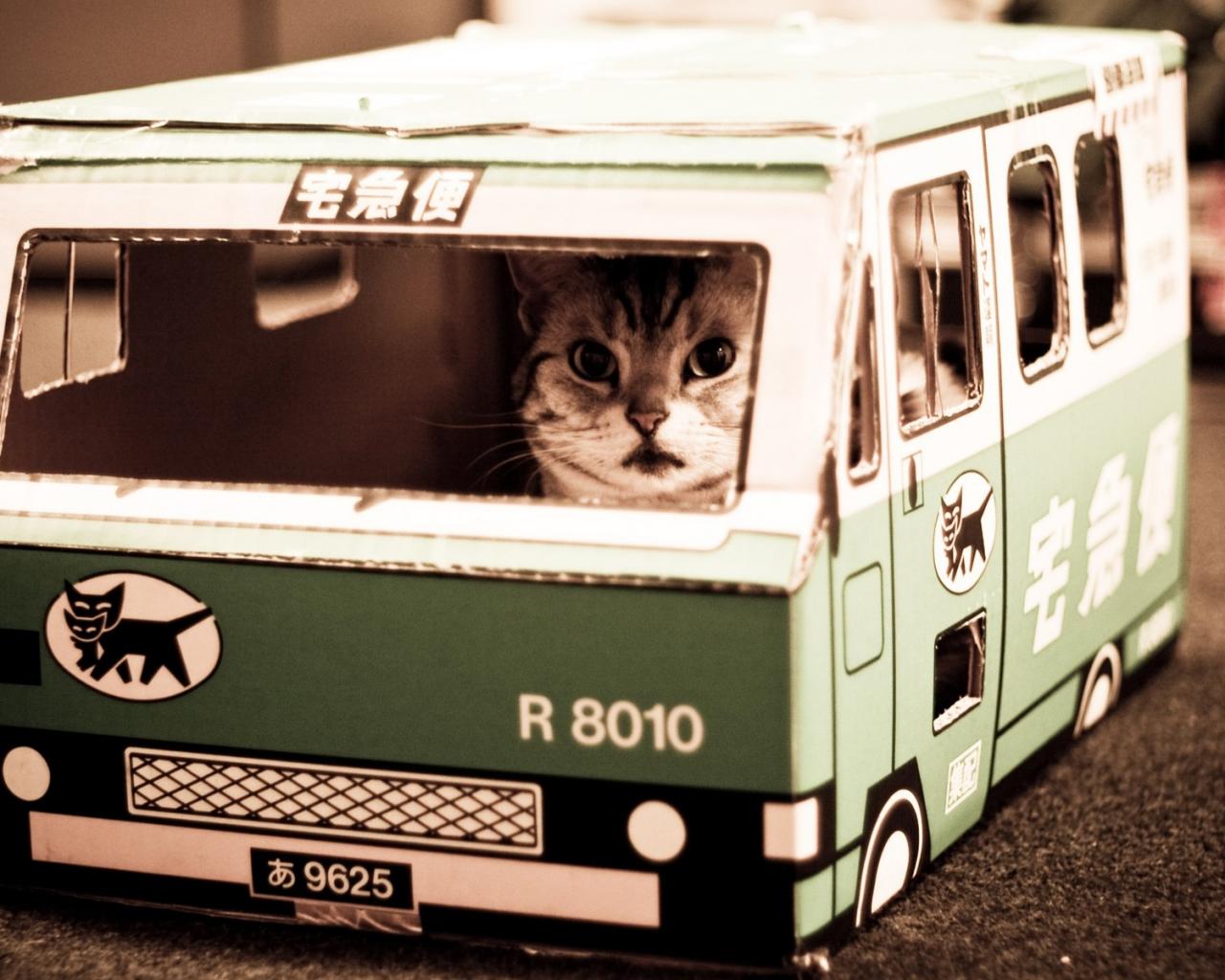 Кот в автобусе 1280x1024