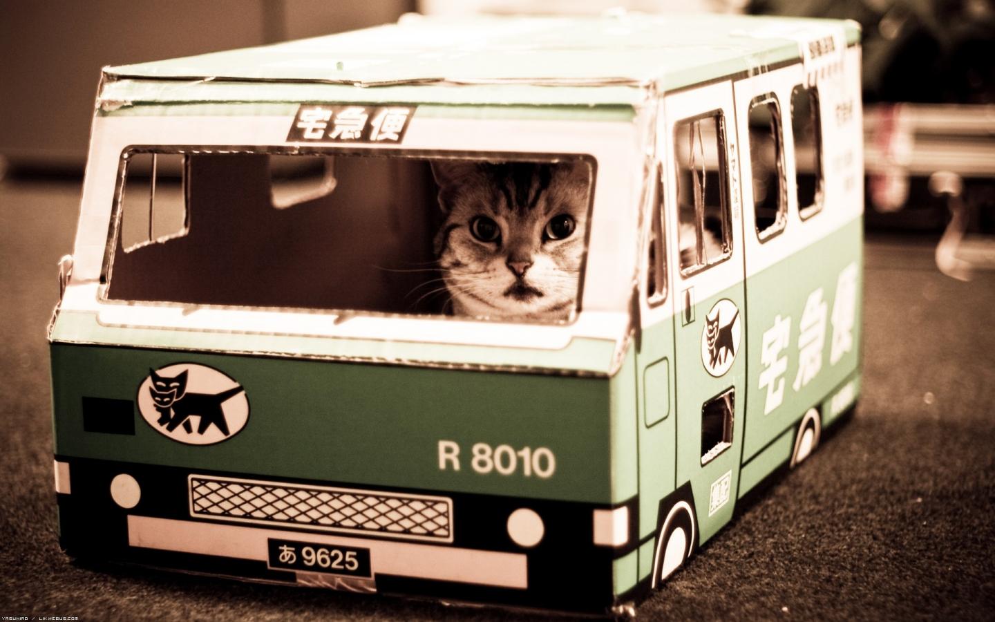 Кот в автобусе 1440x900