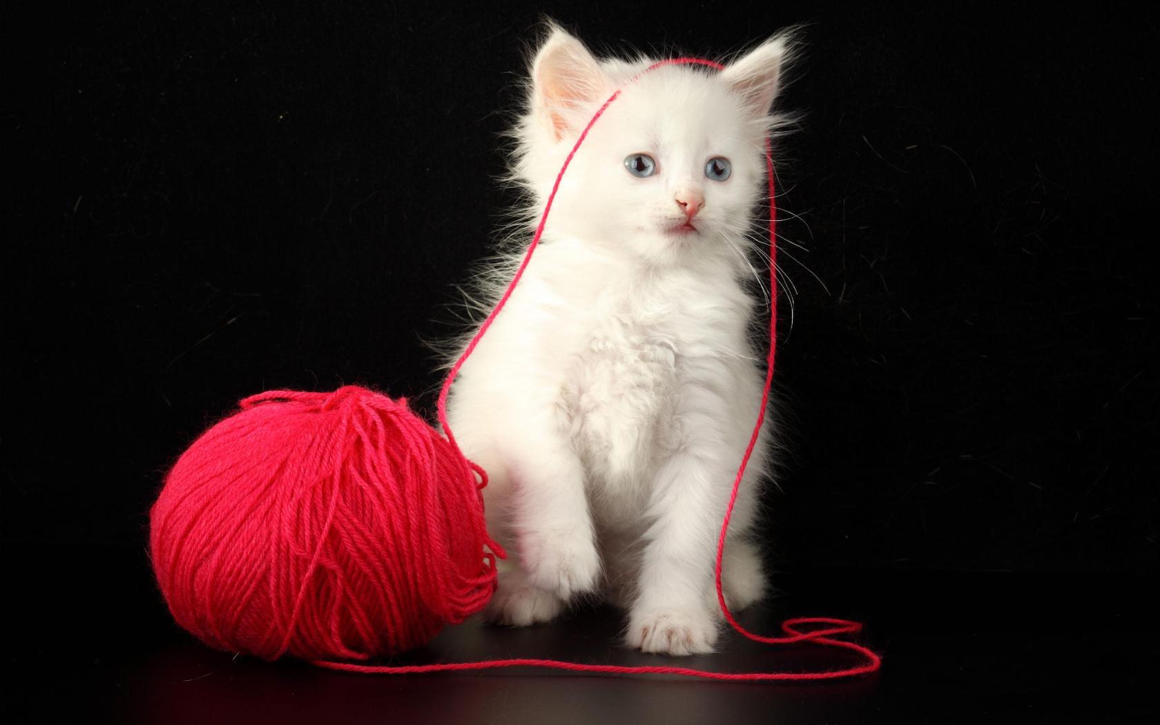 Белый котенок и красный клубок 1680x1050