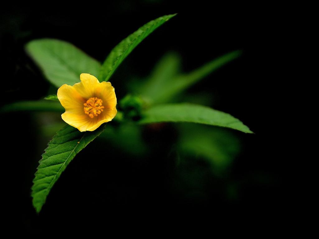Макро, желтый, цветок 1024x768