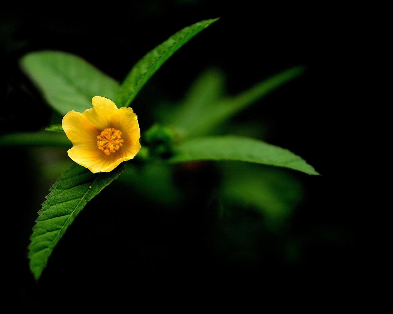 Макро, желтый, цветок 1280x1024