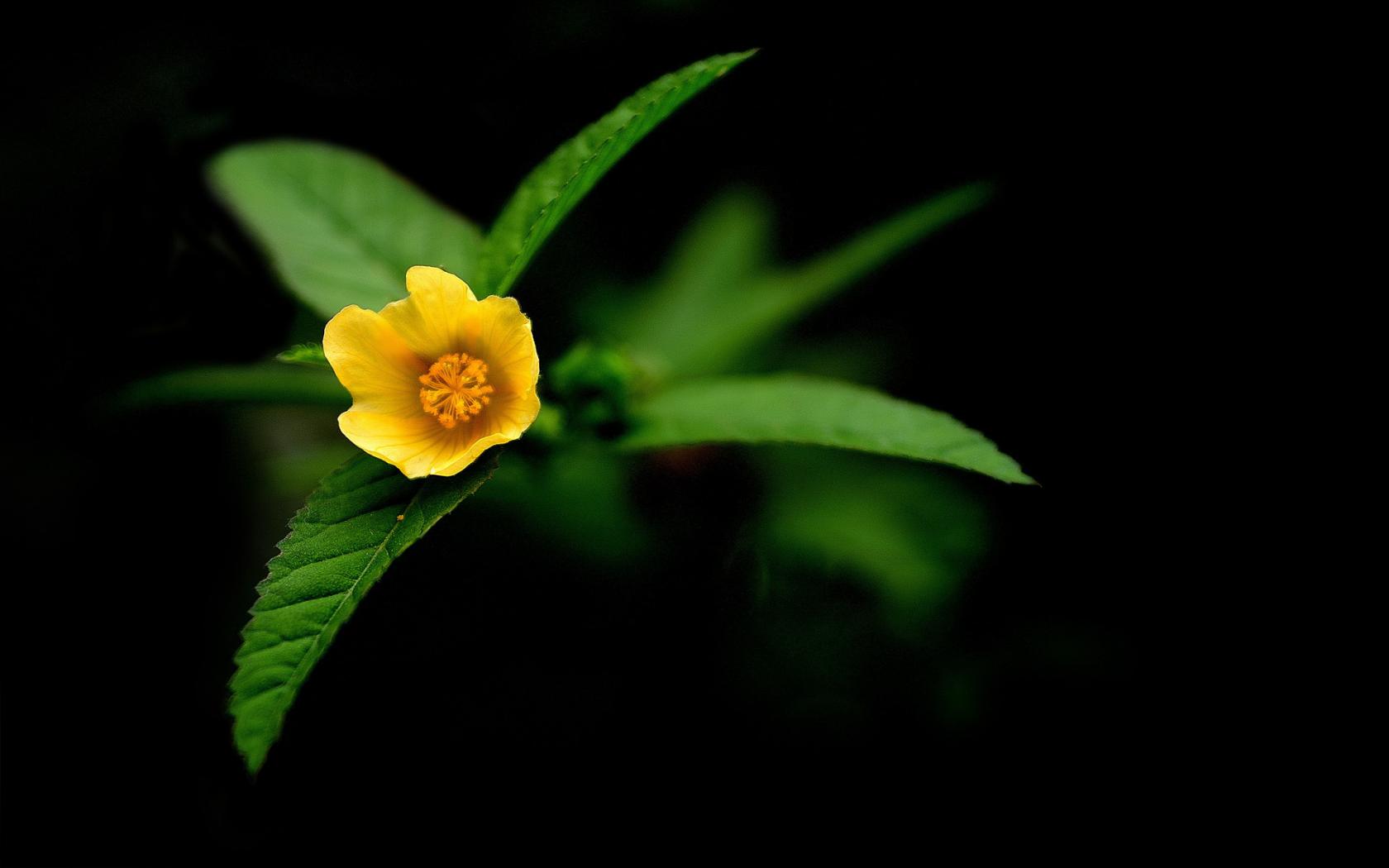 Макро, желтый, цветок 1680x1050