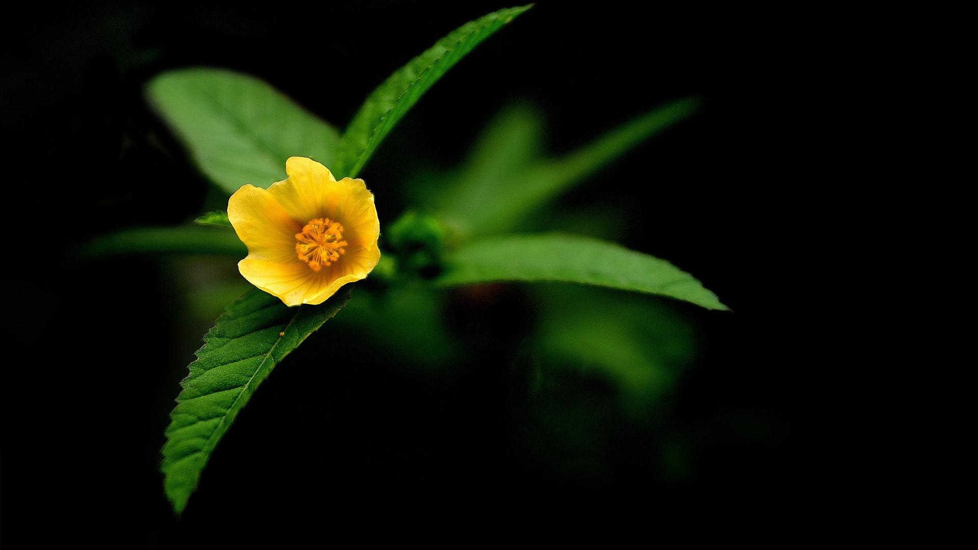 Макро, желтый, цветок 1920x1080
