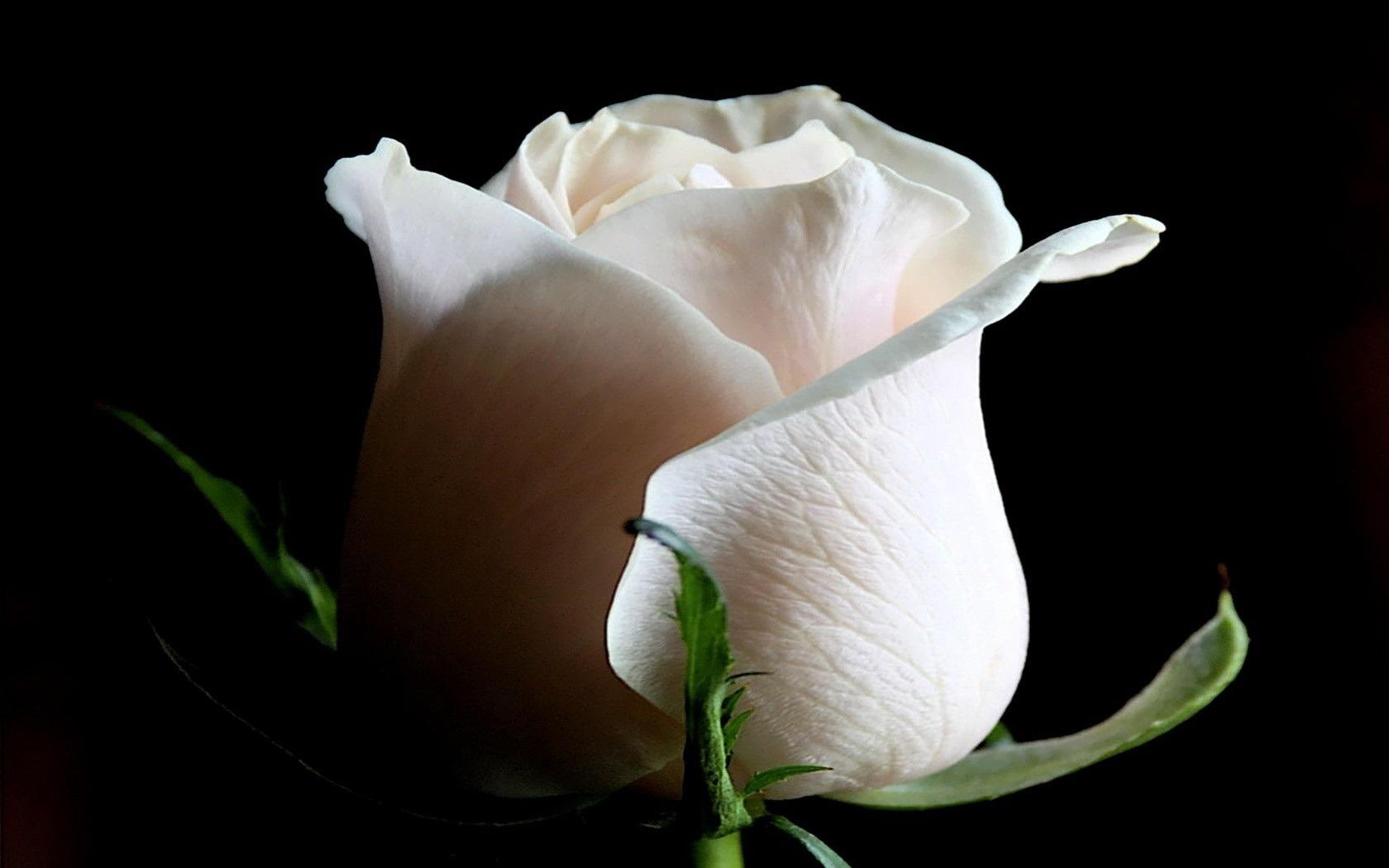 Бутон белой розы 1680x1050