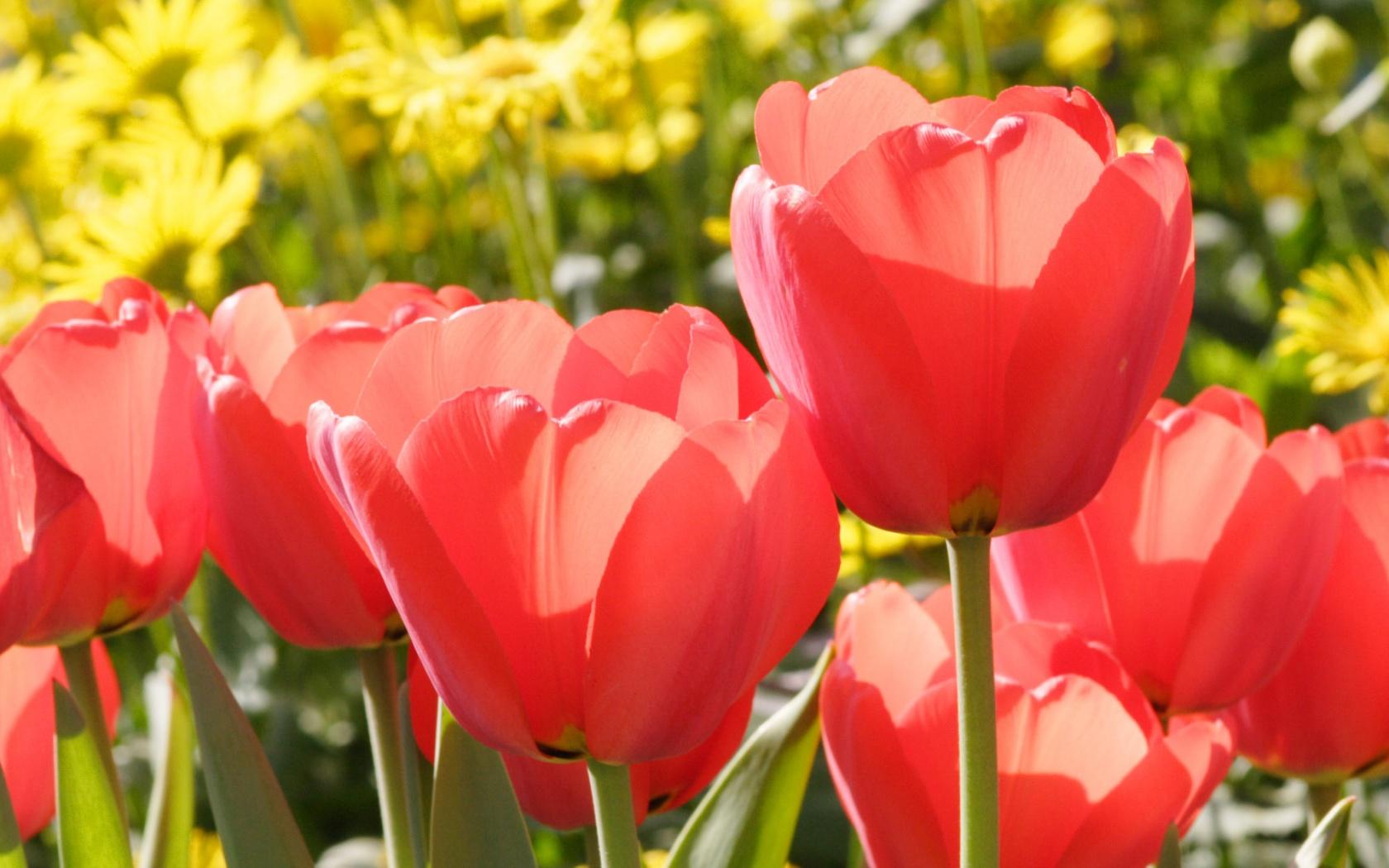 Красные тюльпаны в цветочном поле 1680x1050