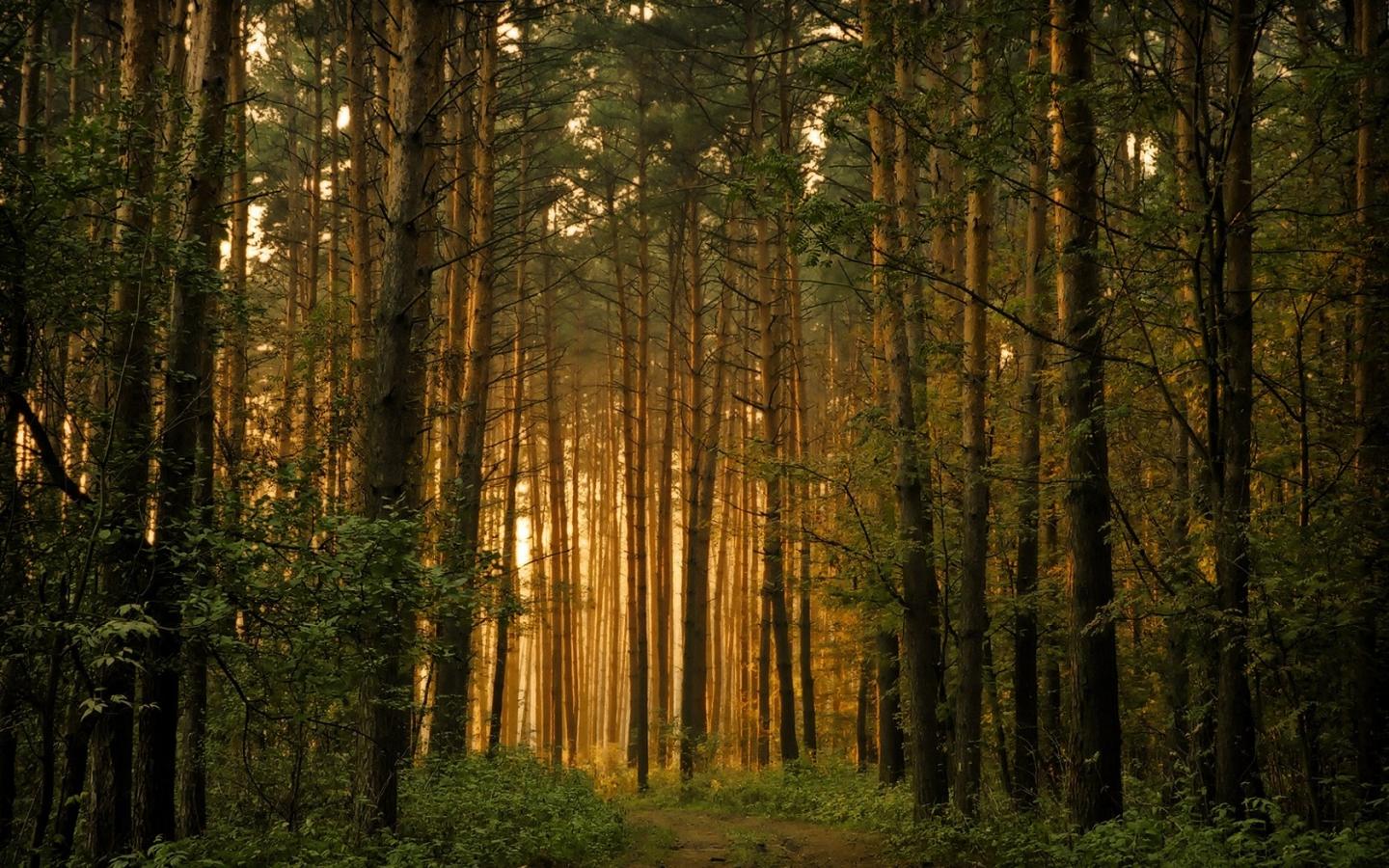 Восточноевропейский лес 1440x900