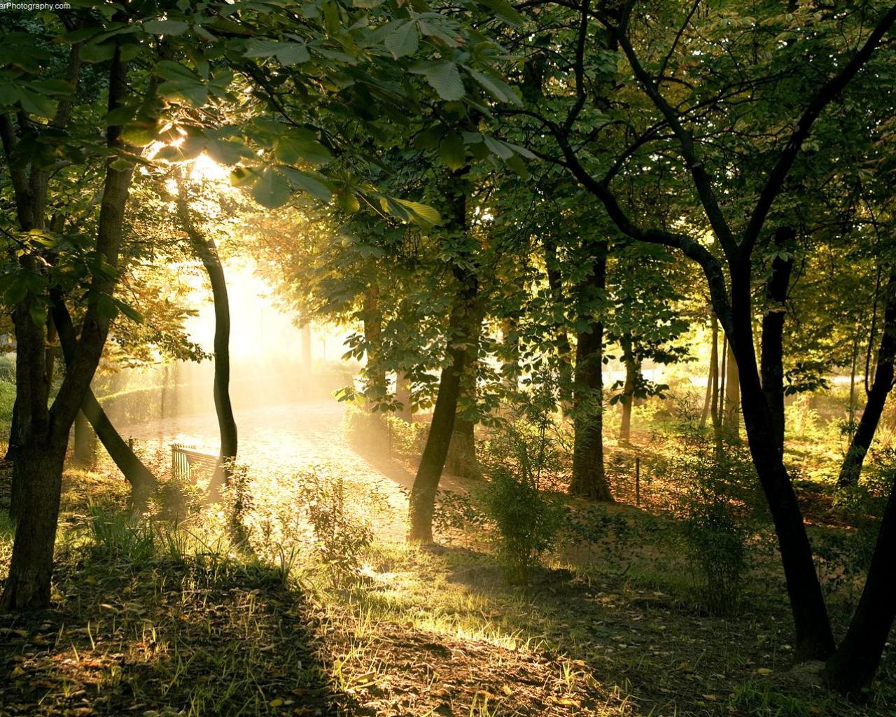 Восход - красивые летнего леса 1280x1024