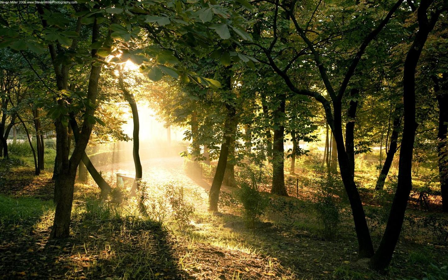 Восход - красивые летнего леса 1440x900