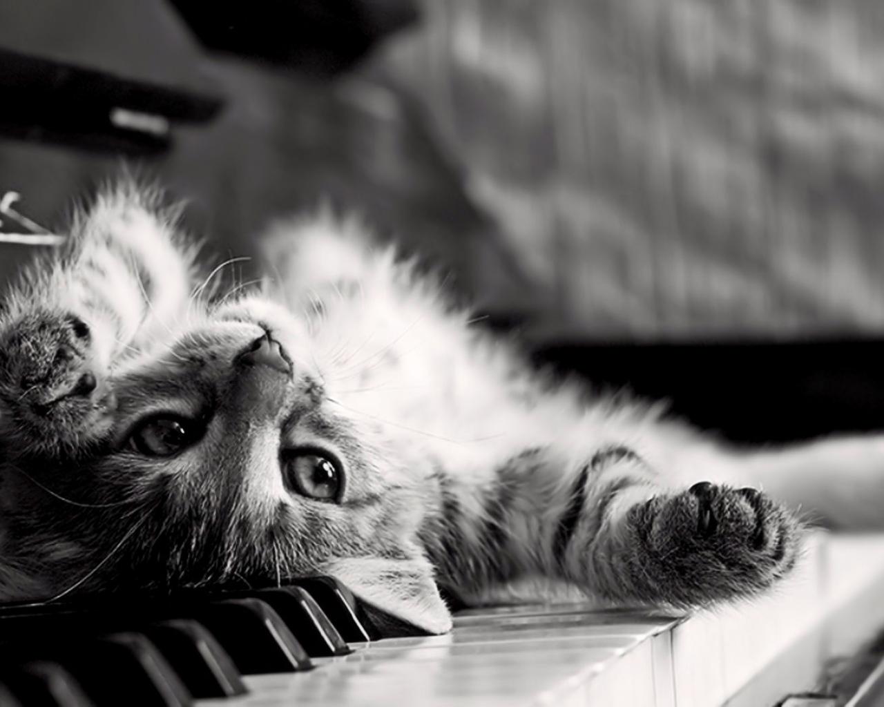 Кошка на фортепьяно 1280x1024