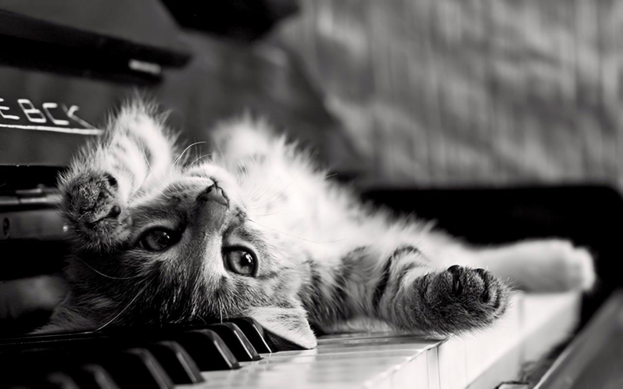Кошка на фортепьяно 1280x800