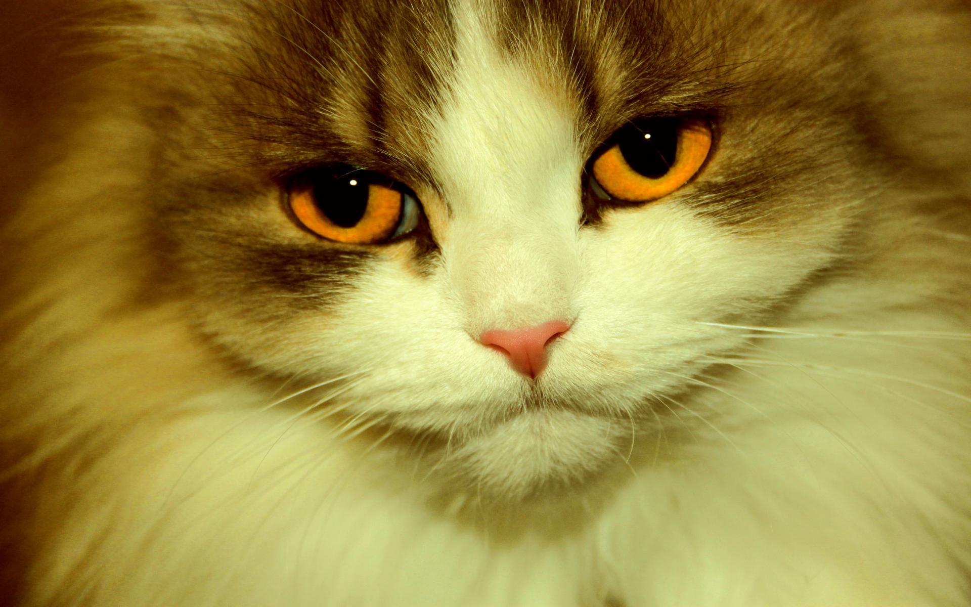 Оранжевые глаза кота крупным планом 1920x1200