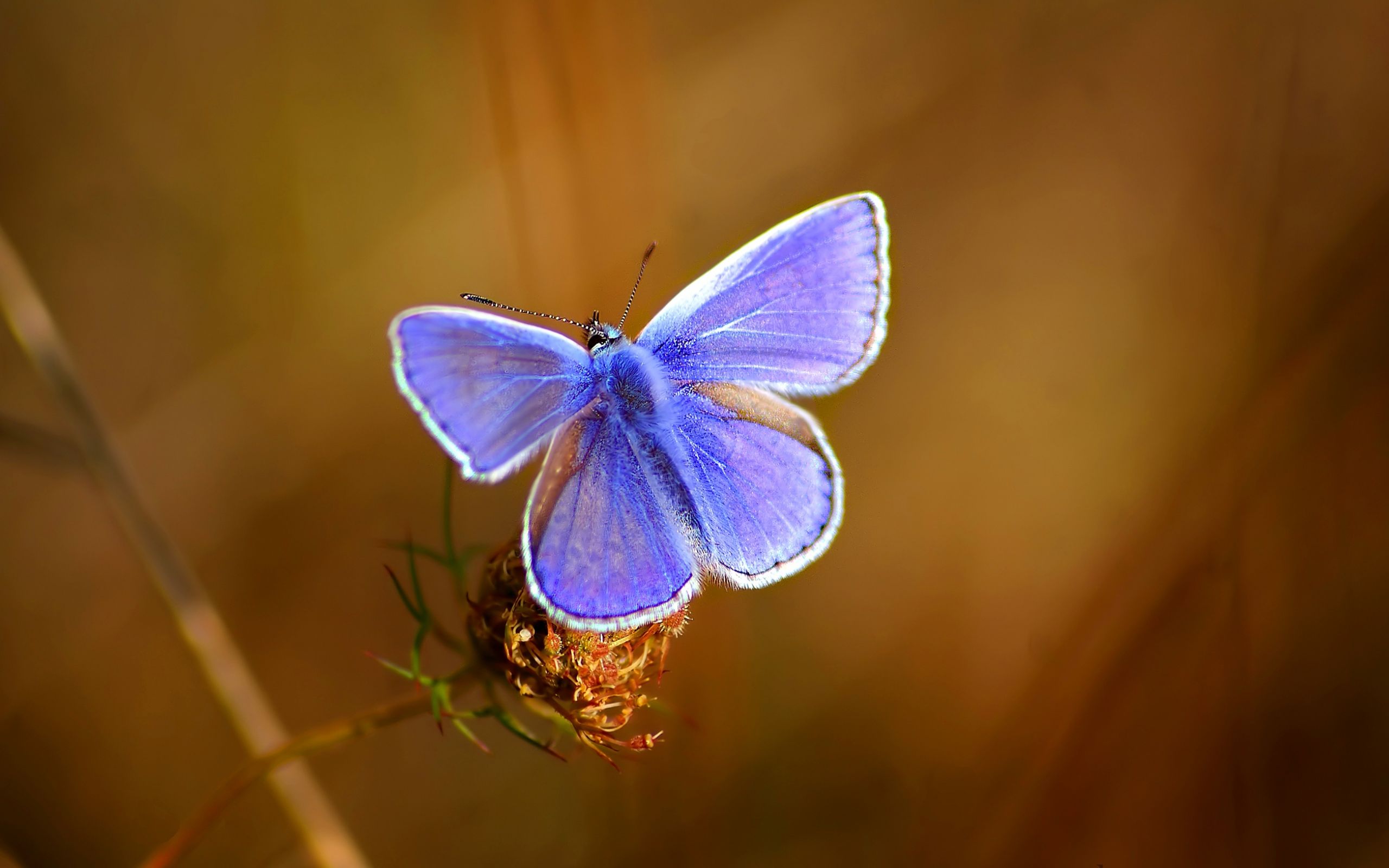 Бабочка с фиолетовыми крыльями 2560x1600