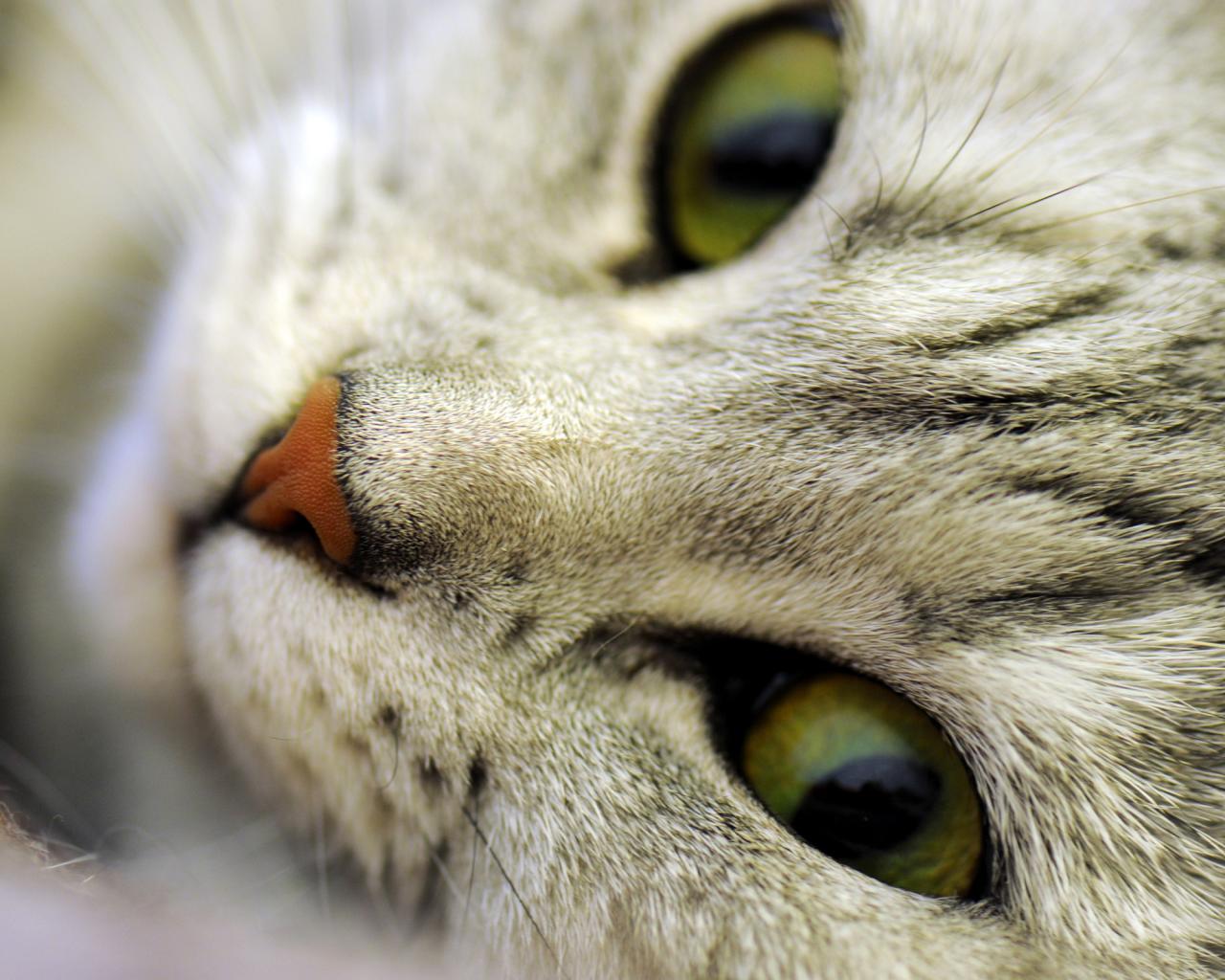 Кот или кошка, макро, морда, глаза, нос, усы 1280x1024
