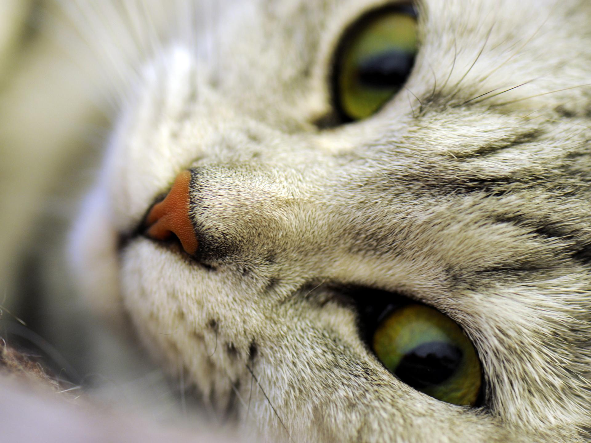 Кот или кошка, макро, морда, глаза, нос, усы 1920x1440