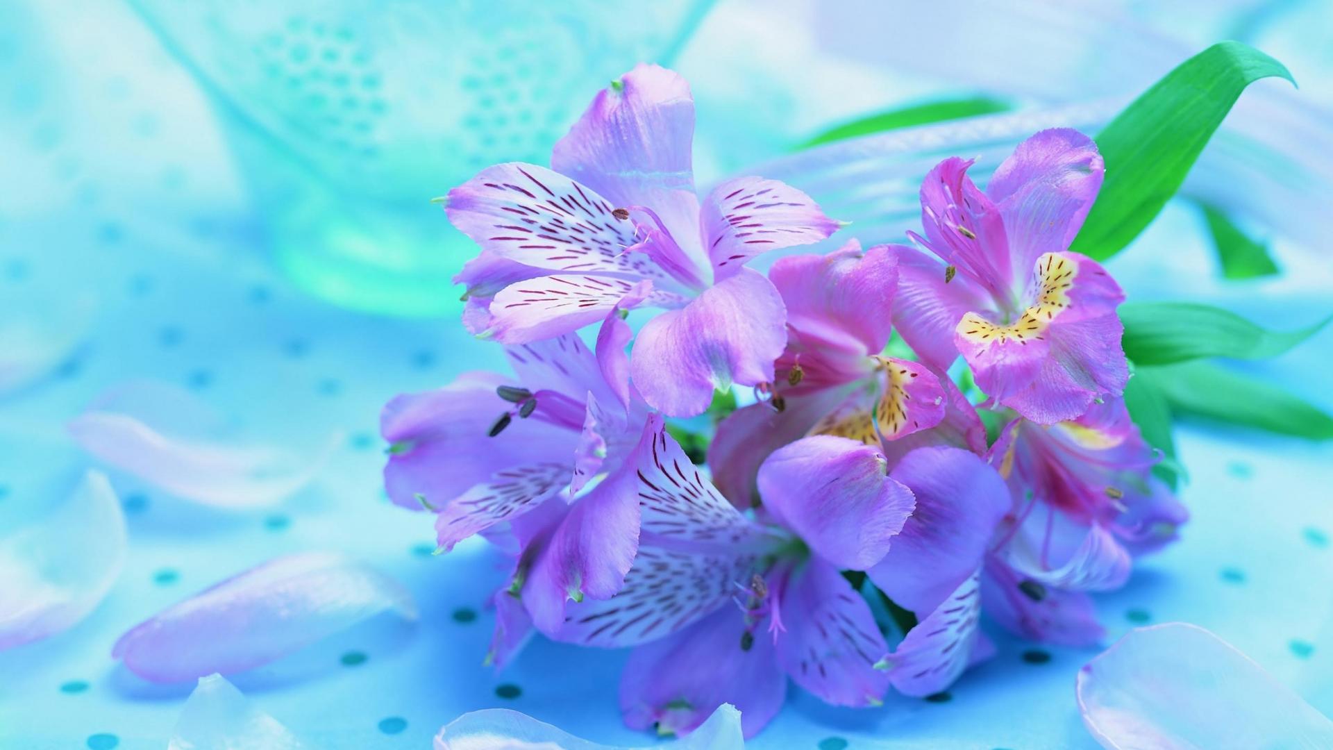 Букет Ирисов, яркие нежные цветы 1920x1080