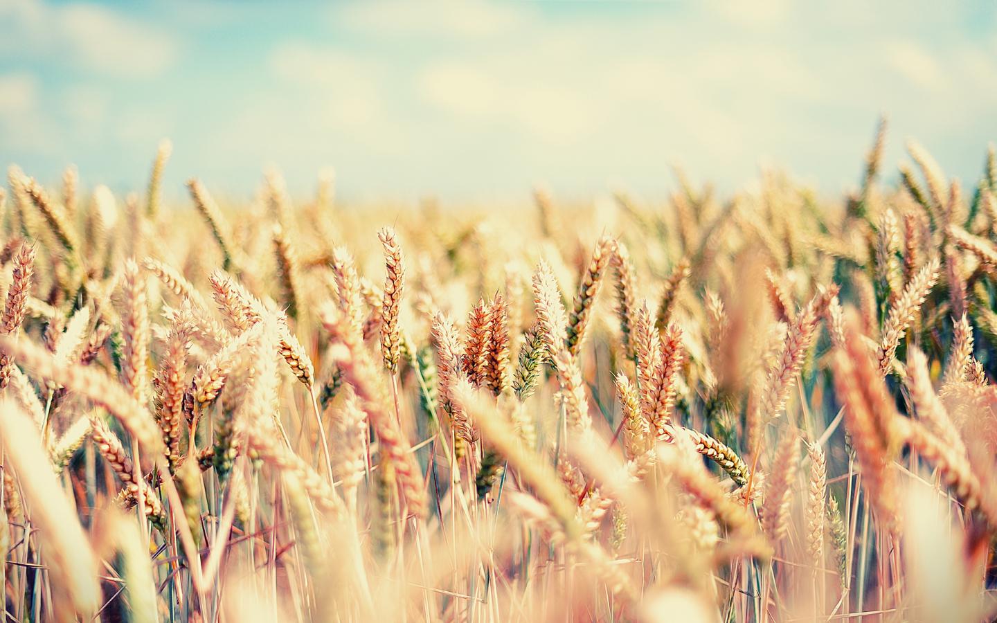 Поле, пшеница, злаки, gaia, лето, небо, ясно 1440x900