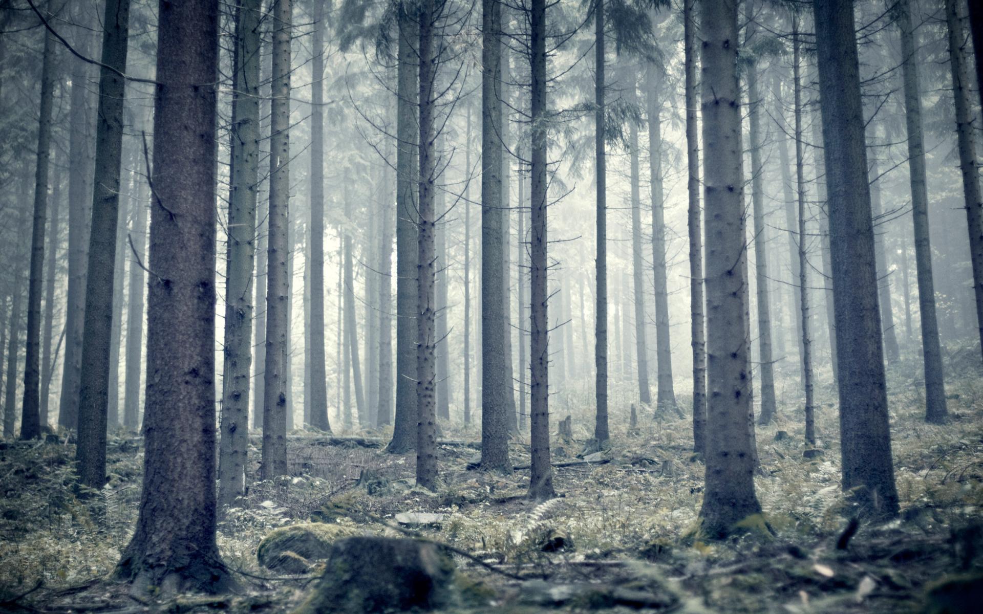 Лес, туман, стволы 1920x1200