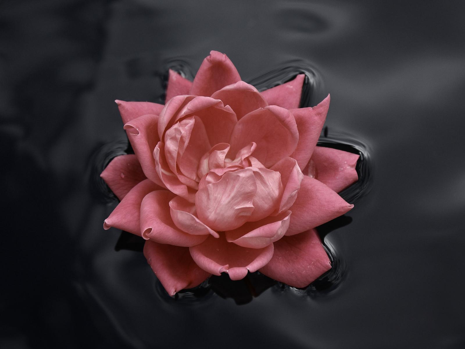 Красивый розовый цветок плавает на воде 1600x1200
